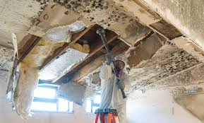 Why You Should Choose Our Mold Remediation Services in Pickerington, OH